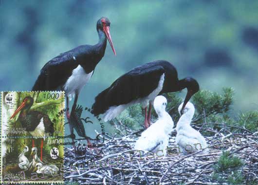 Black stork (Ciconia nigra)